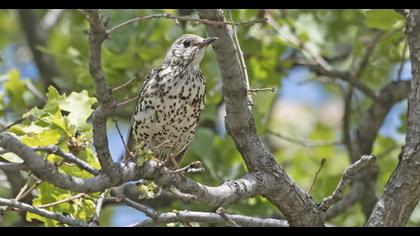 Mistle Thrush