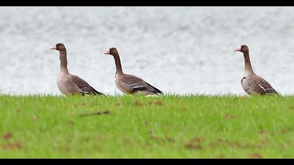 Greater White-fronted Goose