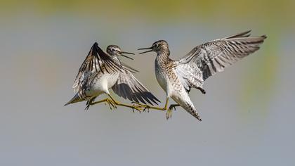 Wood Sandpiper