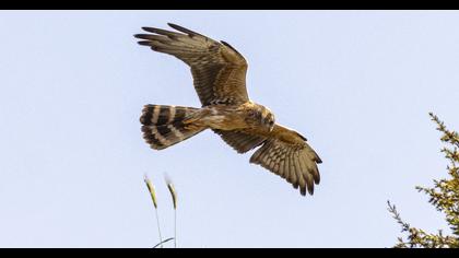 Montagu`s Harrier