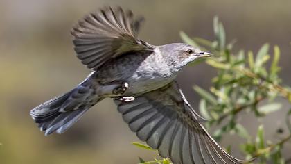 Barred Warbler