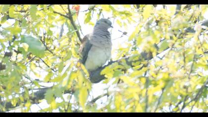 European Turtle Dove