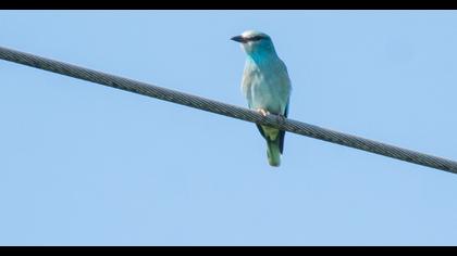European Roller