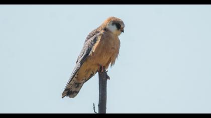 Red-footed Falcon