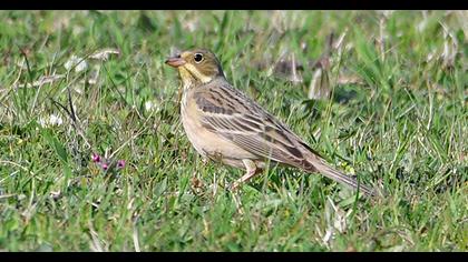 Ortolan Bunting