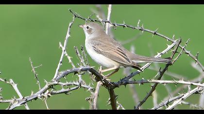 Common Whitethroat