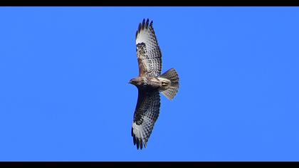 Common Buzzard
