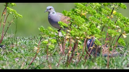 European Turtle Dove