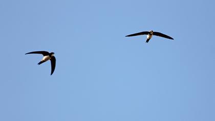 Alpine Swift
