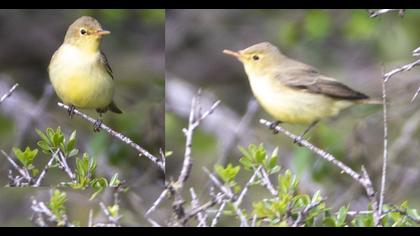 Icterine Warbler