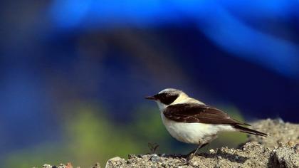 Black-eared Wheatear