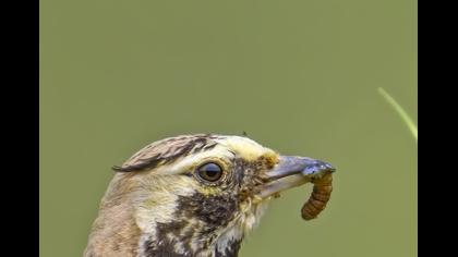 Horned Lark
