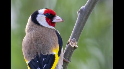 European Goldfinch