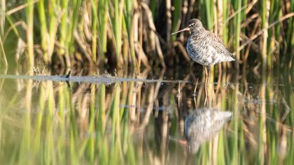 Spotted Redshank