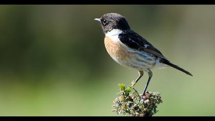 European Stonechat