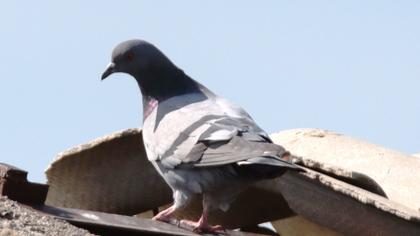 Rock Dove