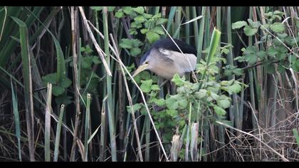 Little Bittern