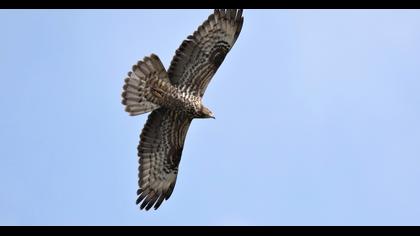 European Honey Buzzard