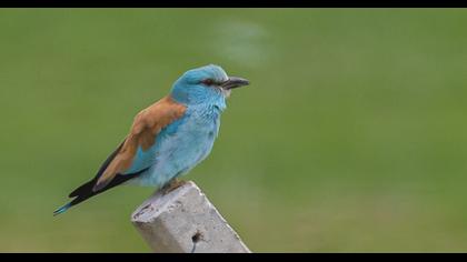 European Roller