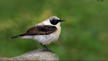 Black-eared Wheatear