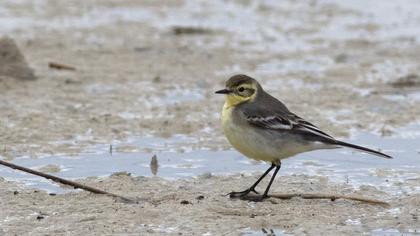 Citrine Wagtail