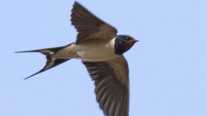 Barn Swallow