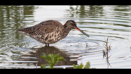 Spotted Redshank