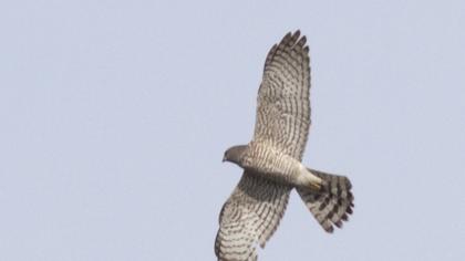 Levant Sparrowhawk