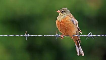 Ortolan Bunting