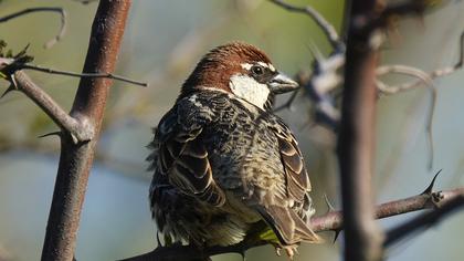 Spanish Sparrow