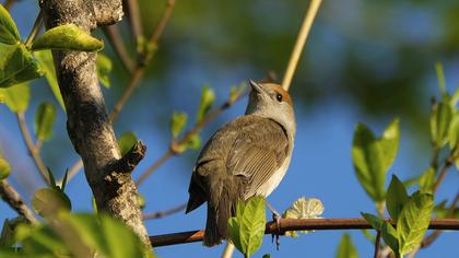 Eurasian Blackcap