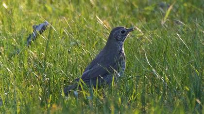 Song Thrush