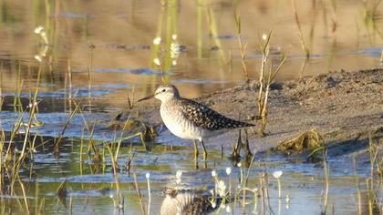 Wood Sandpiper