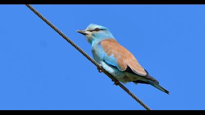 European Roller