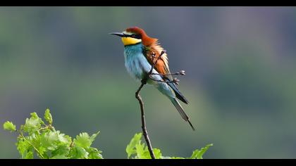 European Bee-eater