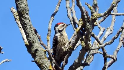 Lesser Spotted Woodpecker