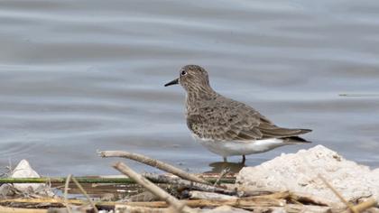 Temminck`s Stint