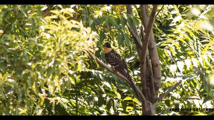 Great Spotted Cuckoo