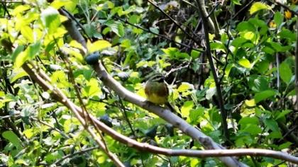 Cirl Bunting
