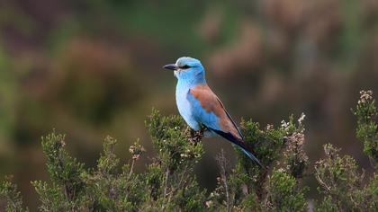 European Roller