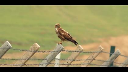 Common Buzzard