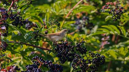 Common Whitethroat
