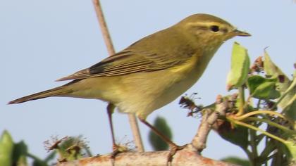 Willow Warbler
