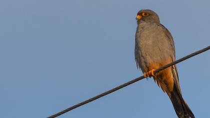Red-footed Falcon