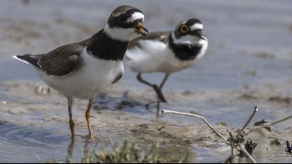 Common Ringed Plover