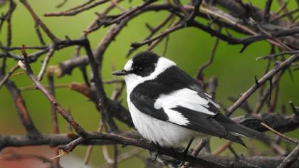 Collared Flycatcher