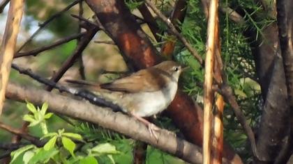 Cetti`s Warbler