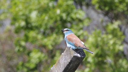European Roller