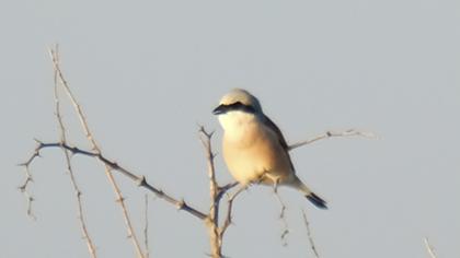 Red-backed Shrike