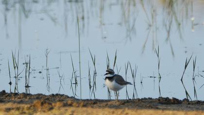 Little Ringed Plover